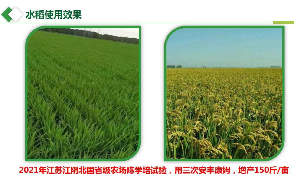 水稻使用效果