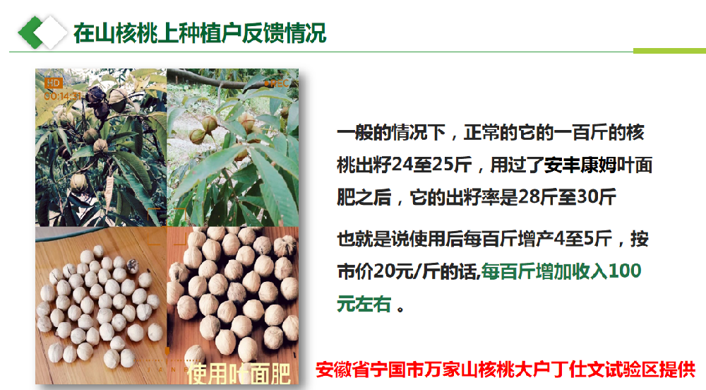 山核桃上种植户反馈情况