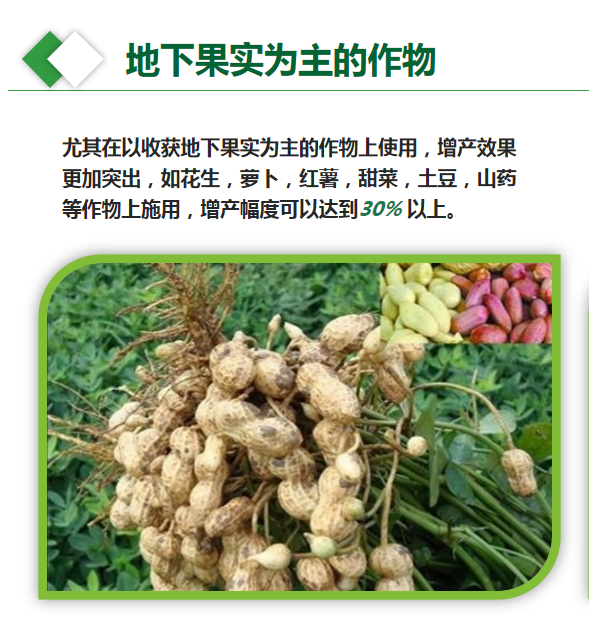 地下果实为主的作物