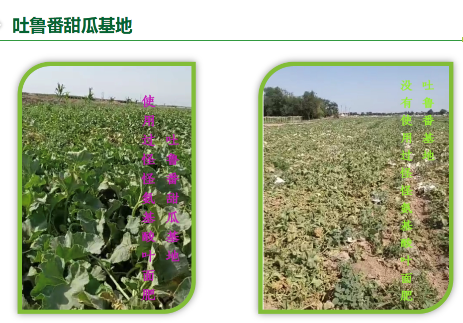 吐鲁番甜瓜基地